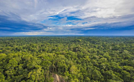 Редкие снимки неконтактировавшего племени в лесах Амазонки
