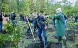 Cum poate mai frumos sa inceapa o zi de duminică Igor Dodon a plantat copaci în capitală