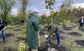 Ceban Vom reîntoarce Chisinaului denumirea de cea mai verde capitala europeana