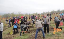 O nouă acțiune de plantare a arborilor sa desfășurat în capitală