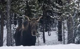 Autorităţile dintrun oraş canadian îi avertizează pe şoferi să nu permită elanilor să le lingă maşinile