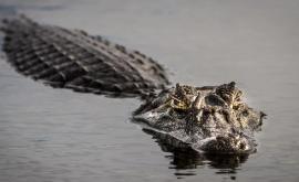 A fost descoperită o capacitate a aligatorilor necunoscută anterior 