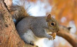 Locuitorii din New York atacați de veverițe agresive