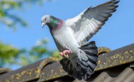 Un porumbel a supraviețuit unei călătorii extraordinare de 13000 de km Autoritățile din Australia vor săl omoare