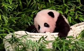 Фу Бао маленькая панда ставшая интернет сенсацией