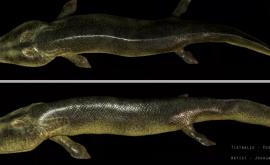 Похожа на аллигатора воссоздан облик рыбы жившей 380 млн лет назад