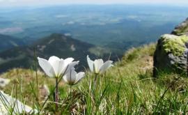 Slovacia impune carantina pentru oricine intră în ţară