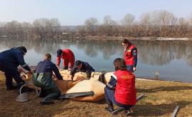 Minora înecată în Nistru nu mai este căutată sub apă Căutările continuă pe uscat