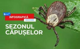 Sezonul căpușelor INFOGRAFIC