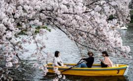 Fenomen neobișnuit în Japonia