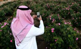 Миллион разных роз цветущие поля в Саудовской Аравии