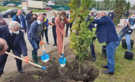 Ceban 75 de stejari columnari au fost sădiţi la întrarea în Gradina Botanică