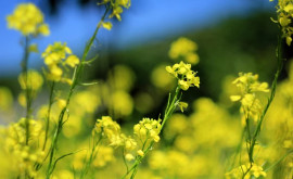 Prognoza meteo pentru 25 mai Soarele revine pe cer