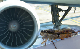 Avionul presei de la Casa Albă nu a putut decola la timp din cauza unor insecte apărute după 17 ani