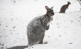 В Австралии выпал снег в Сиднее зафиксировали самый холодный день за 37 лет