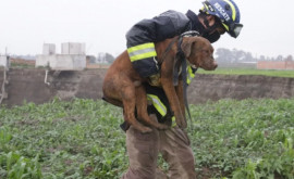  Salvare spectaculoasă a doi cîini căzuţi întro groapă