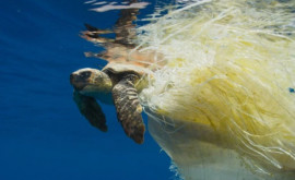 Produsele care poluează cel mai mult oceanele lumii