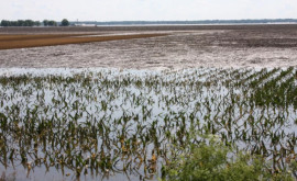 Agricultorii se plîng de ploile din ultima perioadă