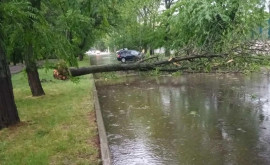 В Тирасполе ливень повалил деревья и повредил машины на улицах