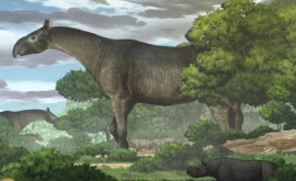 O nouă specie de rinocer gigantic preistoric descoperită în China