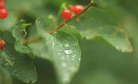 Prognoza meteo pentru 24 iunie Ploi însorite