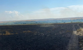 На юге страны сгорело поле пшеницы