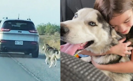 Momentul în care un pui de husky este părăsit pe marginea unui drum