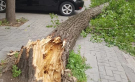 Десятки деревьев повалены изза прошедших ночью дождей