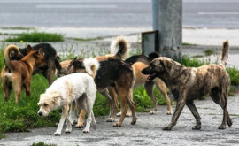 Clipe de groază la Florești O fetiță atacată de o haită de maidanezi