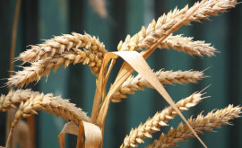 Эксперты Цены на пшеницу могут вырасти