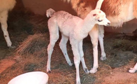 Grădina Zoologică din Chișinău are încă un pui de lamă