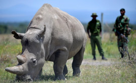 Unul dintre ultimii doi rinoceri nordici albi rămași în viață a ieșit din programul menit să salveze specia de la dispariție