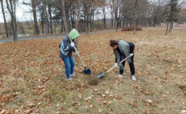 Chișinăul mai verde Peste 7000 de copaci au fost plantaţi în capitală