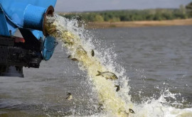 Piscicultorii moldoveni cer dreptate din partea statului