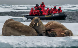 Recordul de 38 grade Celsius înregistrat în Arctica în iunie 2020 validat de Organizaţia Meteorologică Mondială