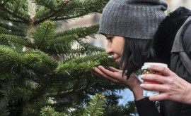Как выбрать живую елку к Новому году советы эколога