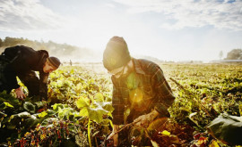 Cursul valutar le joacă festa agricultorilor Primăvara leul este slab iar în toamnă prinde puteri