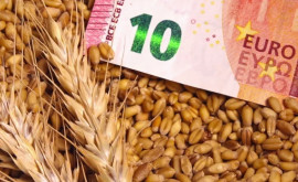 Изза угрозы войны дорожает пшеница на международных рынках