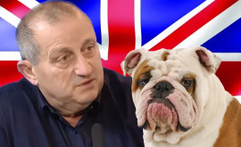 Kedmi Buldogul britanic a greșit din nou 