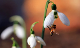 Prognoza meteo pentru 24 februarie Primăvara e încă departe