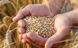 Пшеница вновь подорожала Растут опасения в связи подорожанием продуктов питания