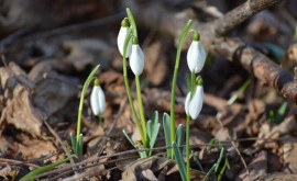 Prognoza meteo pentru 5 martie