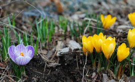 Prognoza meteo pentru 9 martie