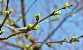 Prognoza meteo pentru 14 martie