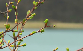 Prognoza meteo pentru 17 martie