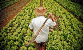 Ce ajutoare vor primi agricultorii moldoveni din partea statului