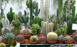 Studiu Chiar şi cactuşii se tem de încălzirea climatică