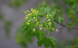 Prognoza meteo pentru 30 aprilie