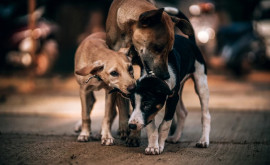 În capitală a apărut o întreprindere destinată controlului și protecției animalelor