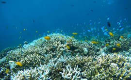 Peste 90 din suprafața studiată în acest an în Marea Barieră de Corali a albit